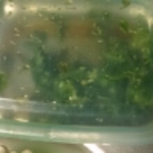 花わさびのめんつゆ漬け レシピ 作り方 By 楽天レシピ 花わさびのめんつゆ漬け レシピ 作り方 By 楽天レシピ